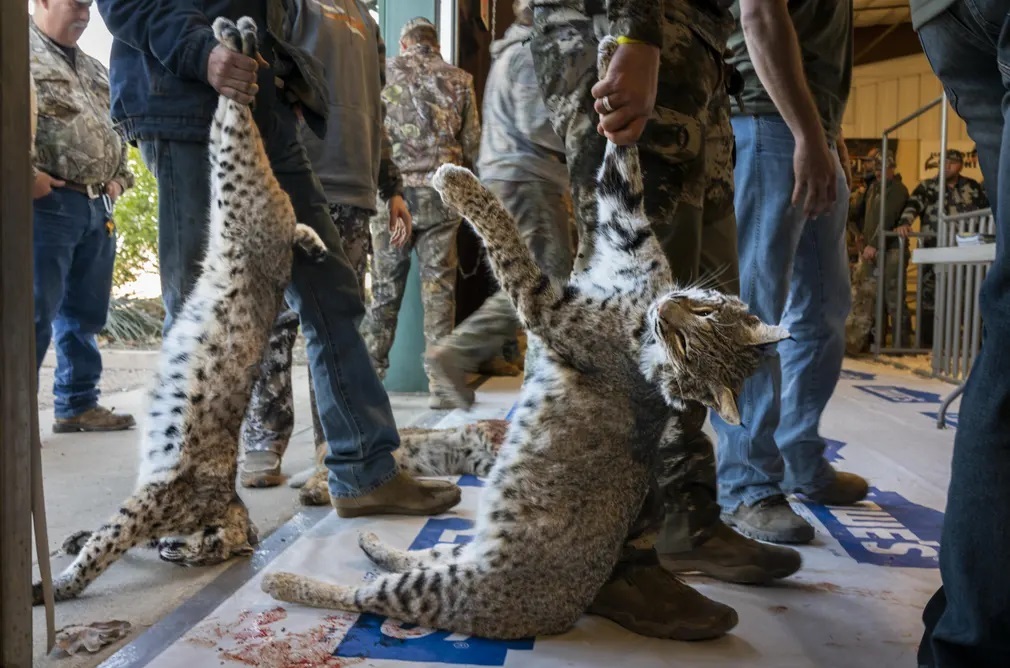 برندگان عکاسی حیات وحش ۲۰۲۳ مشخص شدند + تصاویر برندگان عکاسی حیات وحش ۲۰۲۳ مشخص شدند + تصاویر