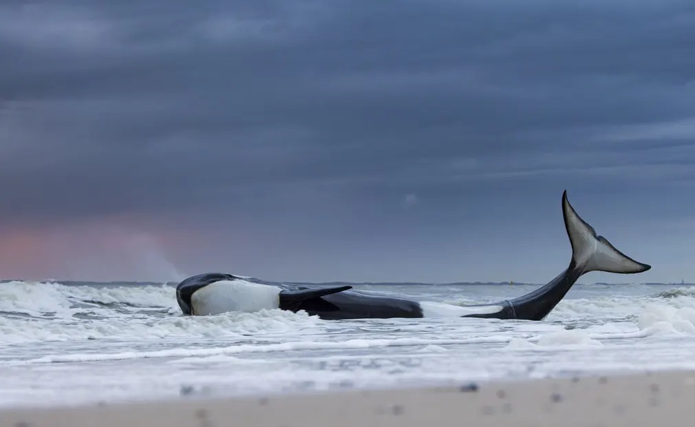 برندگان عکاسی حیات وحش ۲۰۲۳ مشخص شدند + تصاویر برندگان عکاسی حیات وحش ۲۰۲۳ مشخص شدند + تصاویر