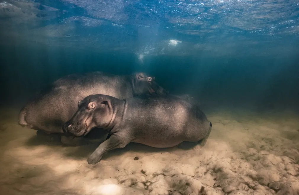 برندگان عکاسی حیات وحش ۲۰۲۳ مشخص شدند + تصاویر برندگان عکاسی حیات وحش ۲۰۲۳ مشخص شدند + تصاویر