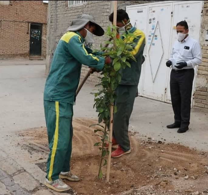 کاشت نهال رایگان مقابل منازل شهروندان مشهدی با ثبت درخواست در سامانه فضای سبز