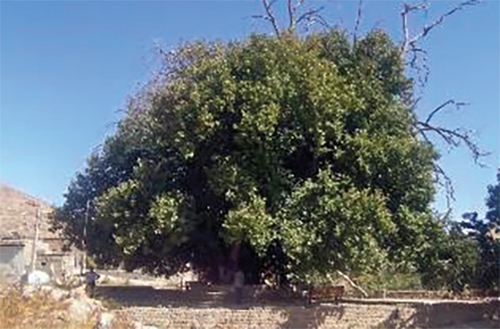 پیرترین درخت مشهد را کسی دیده است؟ پیرترین درخت مشهد را کسی دیده است؟