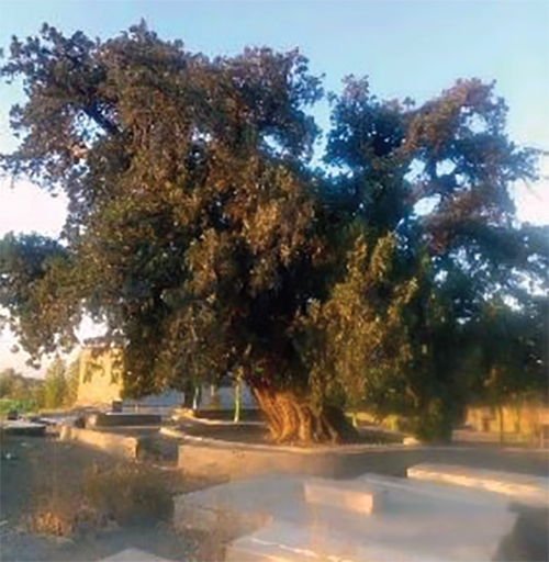 پیرترین درخت مشهد را کسی دیده است؟ پیرترین درخت مشهد را کسی دیده است؟