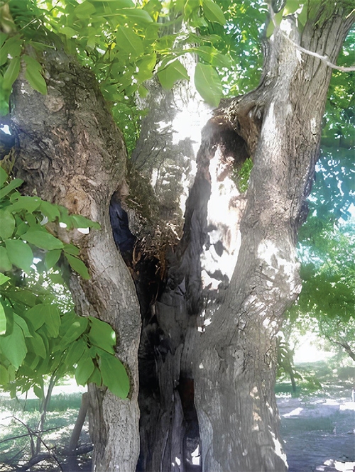 پیرترین درخت مشهد را کسی دیده است؟ پیرترین درخت مشهد را کسی دیده است؟