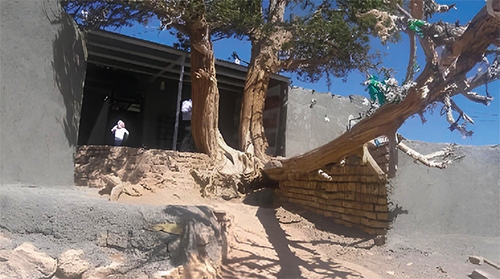 پیرترین درخت مشهد را کسی دیده است؟ پیرترین درخت مشهد را کسی دیده است؟