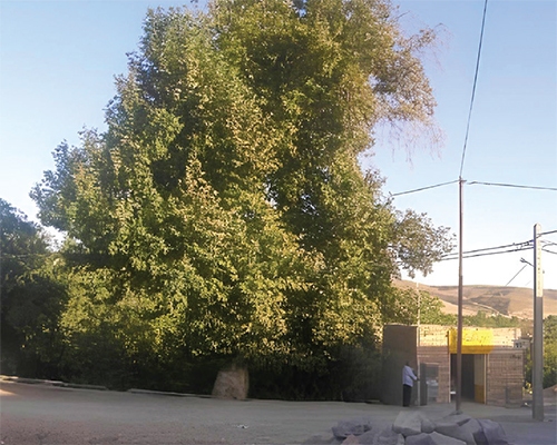 پیرترین درخت مشهد را کسی دیده است؟ پیرترین درخت مشهد را کسی دیده است؟