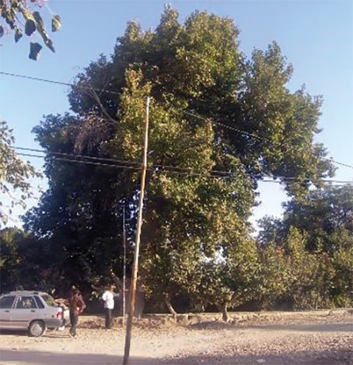 پیرترین درخت مشهد را کسی دیده است؟ پیرترین درخت مشهد را کسی دیده است؟