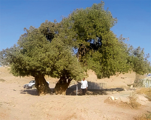 پیرترین درخت مشهد را کسی دیده است؟ پیرترین درخت مشهد را کسی دیده است؟