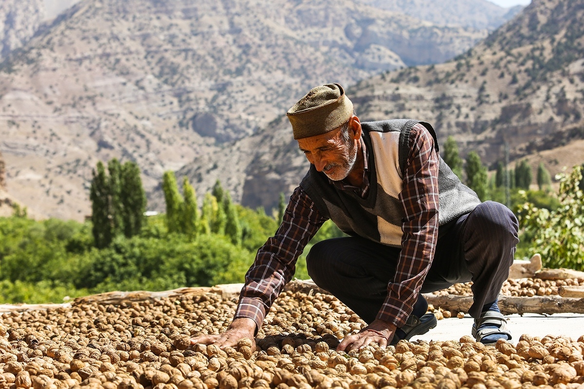 تولید بیش از ۶ هزار تن محصول گردو در خراسان رضوی