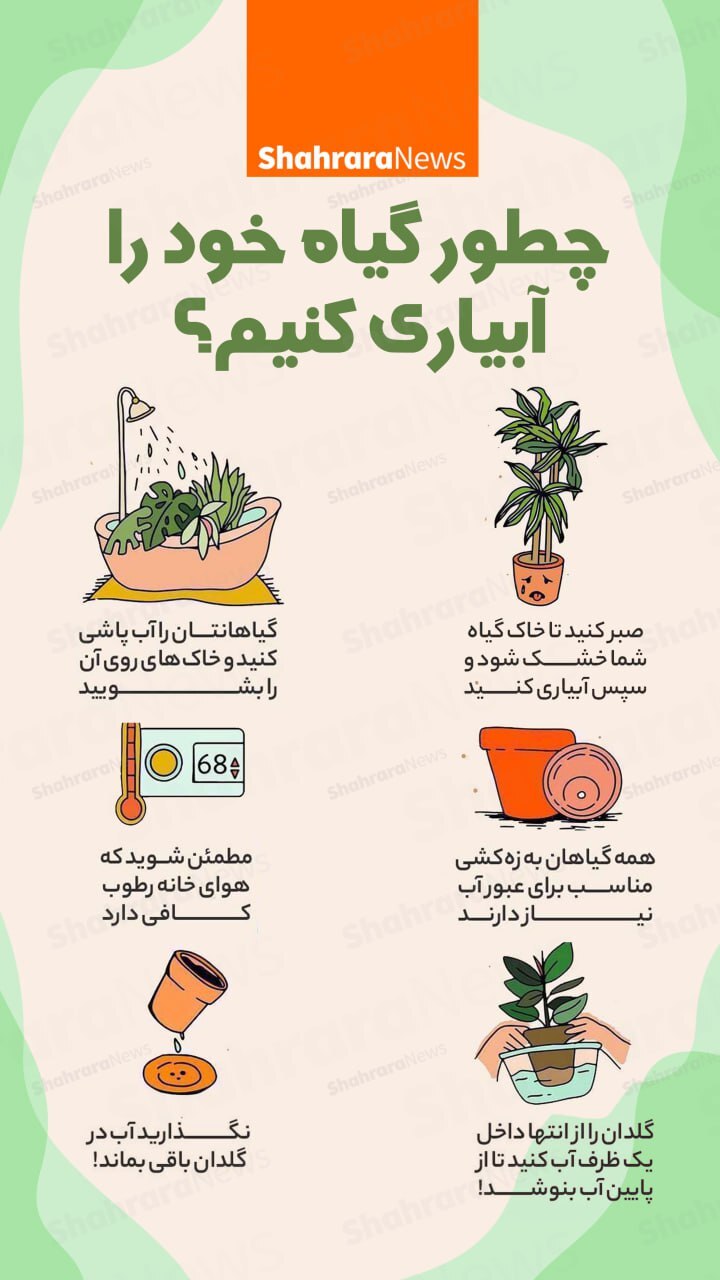 اینفوگرافی| چطور گیاه خود را آبیاری کنیم؟