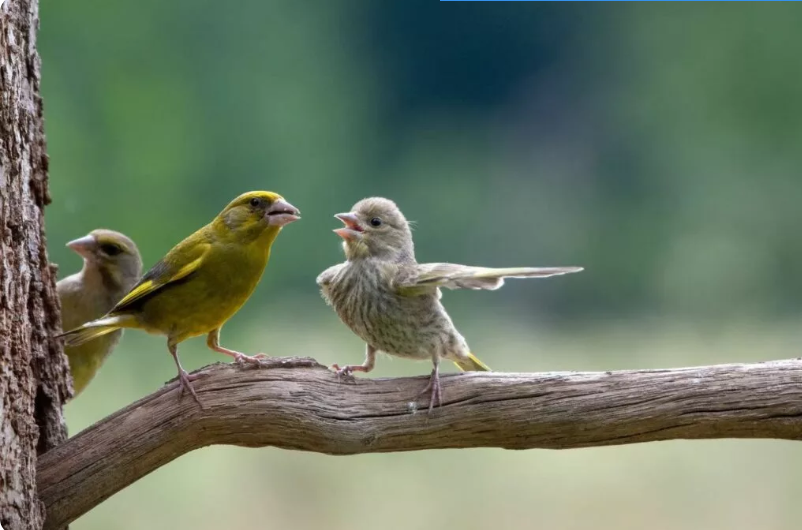 بهترین عکسهای کمدی حیات وحش در سال ۲۰۲۳ بهترین عکسهای کمدی حیات وحش در سال ۲۰۲۳