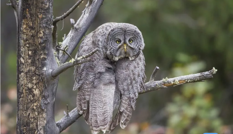 بهترین عکسهای کمدی حیات وحش در سال ۲۰۲۳ بهترین عکسهای کمدی حیات وحش در سال ۲۰۲۳