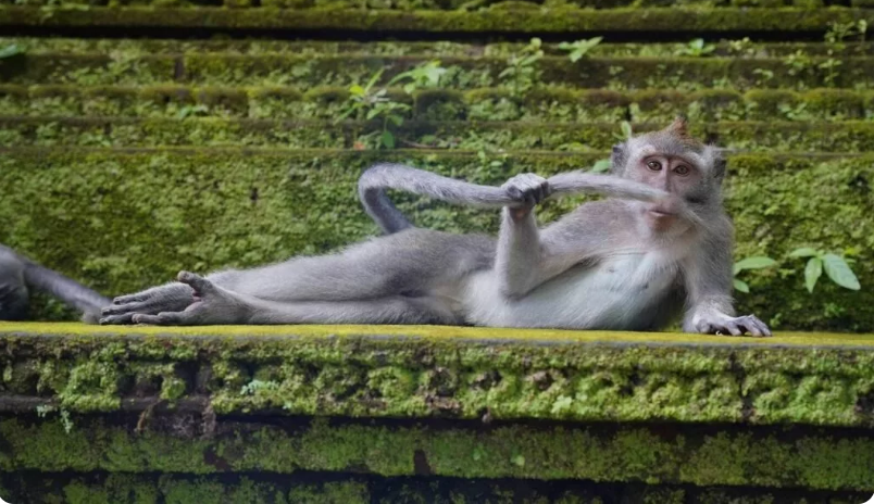 بهترین عکسهای کمدی حیات وحش در سال ۲۰۲۳ بهترین عکسهای کمدی حیات وحش در سال ۲۰۲۳