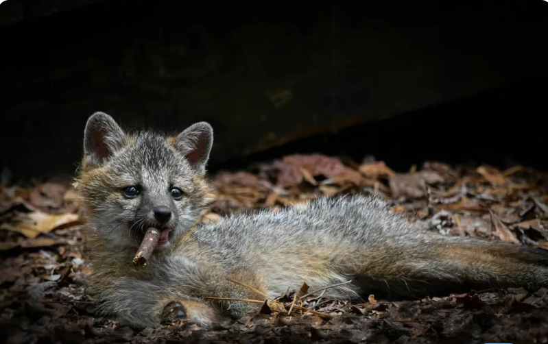 بهترین عکسهای کمدی حیات وحش در سال ۲۰۲۳ بهترین عکسهای کمدی حیات وحش در سال ۲۰۲۳