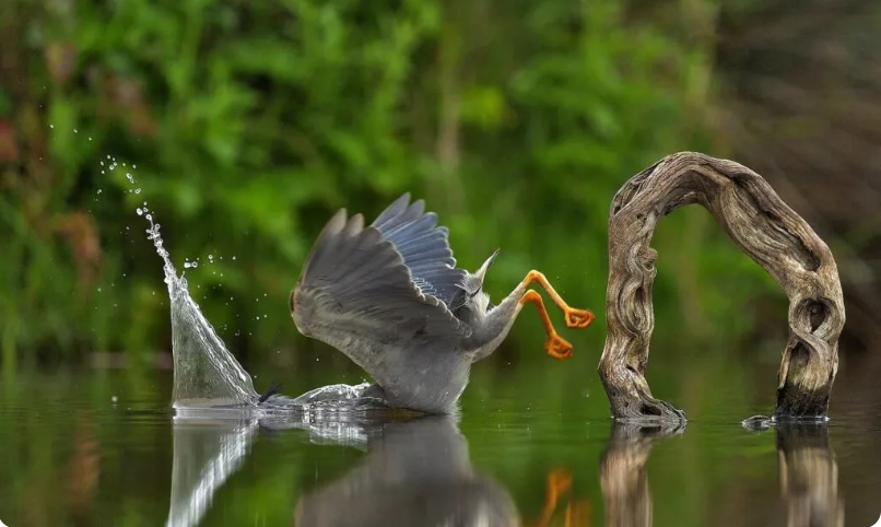 بهترین عکسهای کمدی حیات وحش در سال ۲۰۲۳ بهترین عکسهای کمدی حیات وحش در سال ۲۰۲۳