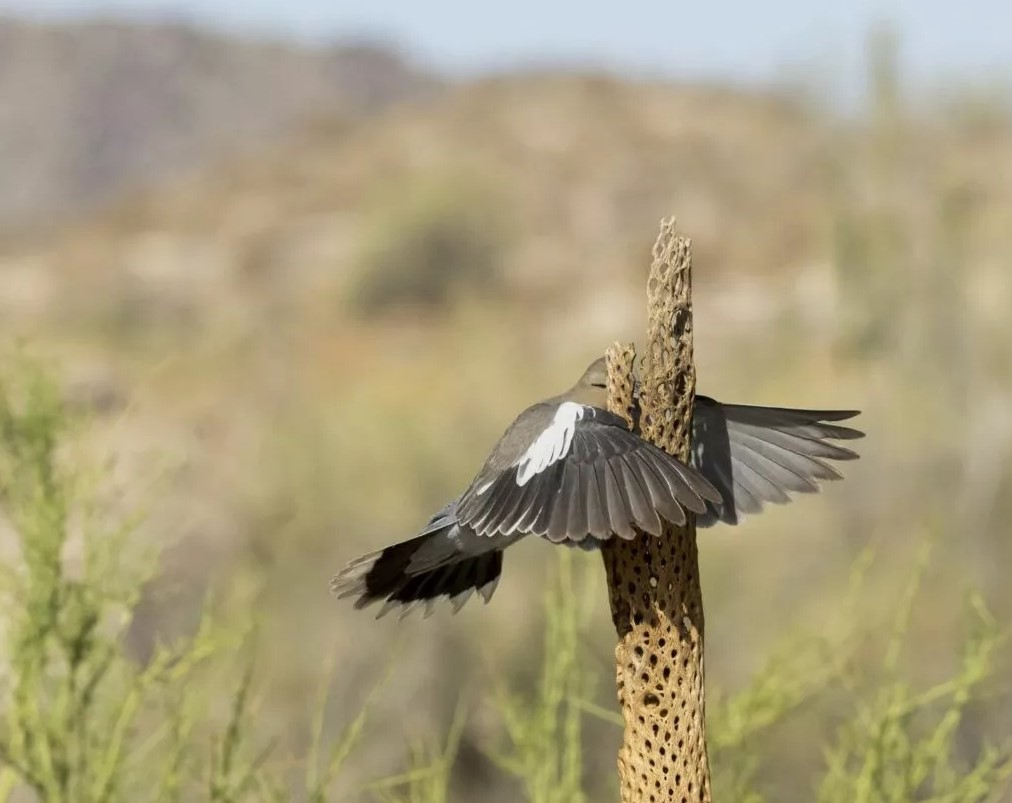 بهترین عکسهای کمدی حیات وحش در سال ۲۰۲۳ بهترین عکسهای کمدی حیات وحش در سال ۲۰۲۳