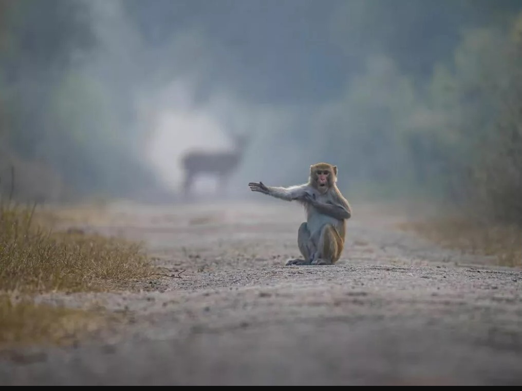 بهترین عکسهای کمدی حیات وحش در سال ۲۰۲۳ بهترین عکسهای کمدی حیات وحش در سال ۲۰۲۳
