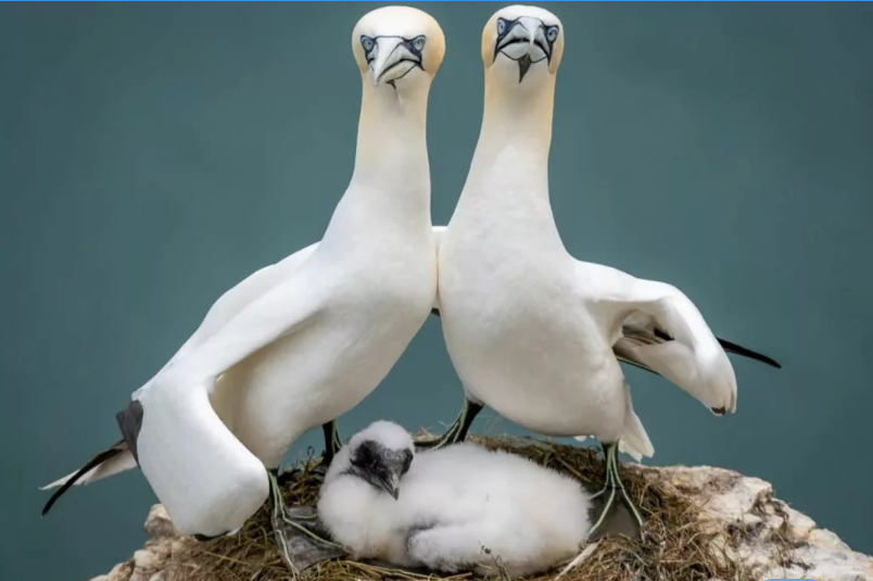 بهترین عکسهای کمدی حیات وحش در سال ۲۰۲۳ بهترین عکسهای کمدی حیات وحش در سال ۲۰۲۳