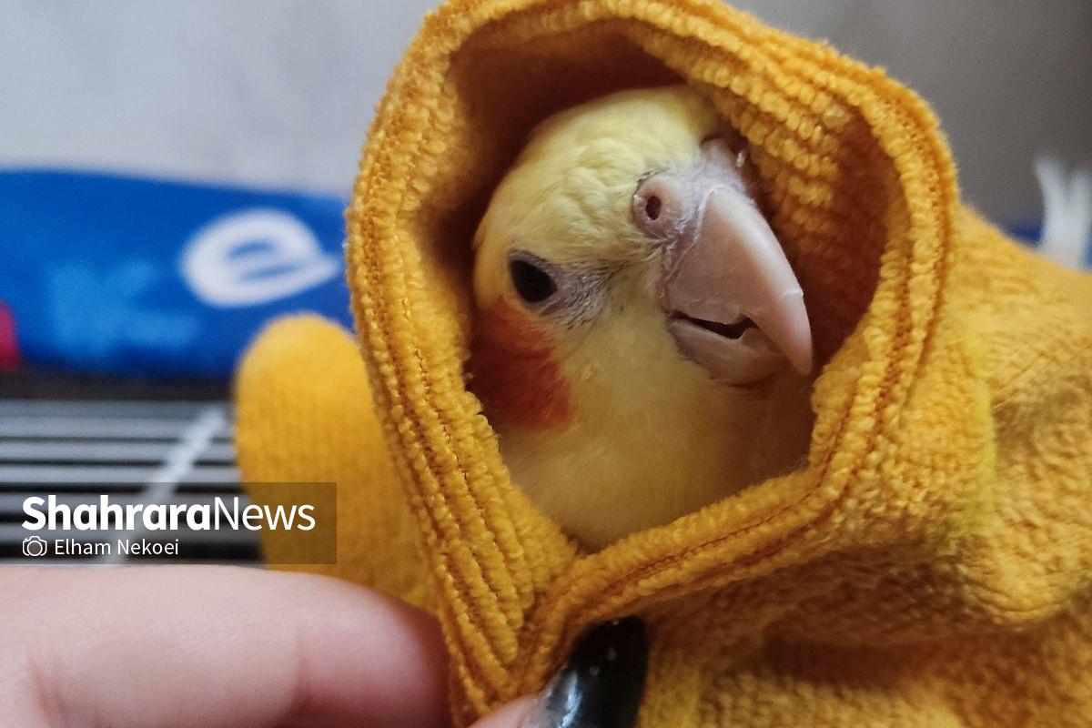 چگونه عروس هلندی را در هر سنی را دستی کنیم؟ عروس هلندی لای دستمال