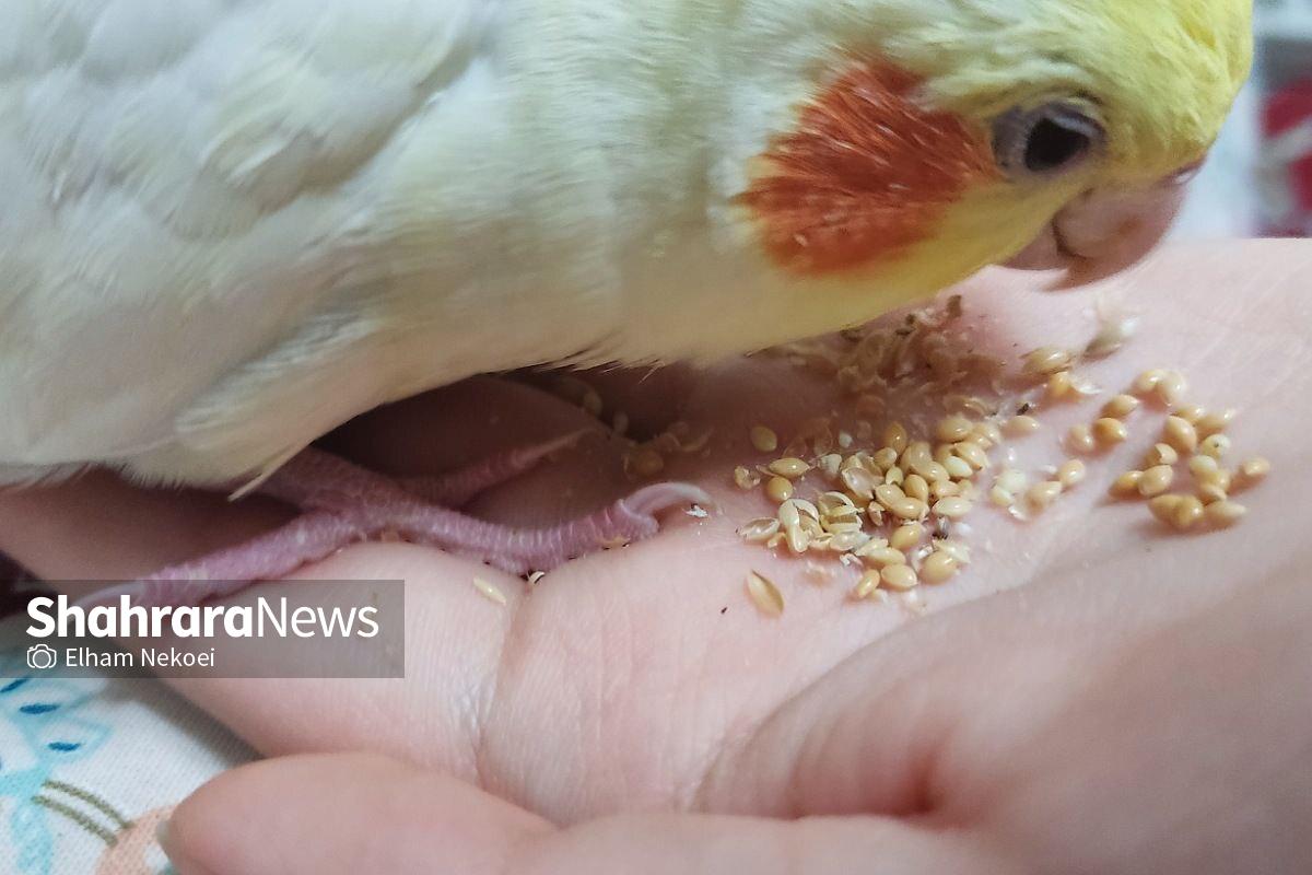 چگونه عروس هلندی را در هر سنی را دستی کنیم؟ غذا خوردن عروس هلندی از دست