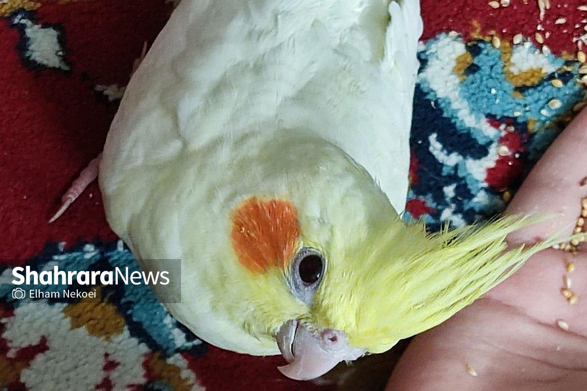 چگونه عروس هلندی را در هر سنی را دستی کنیم؟ عروس هلندی از زاویه بالا