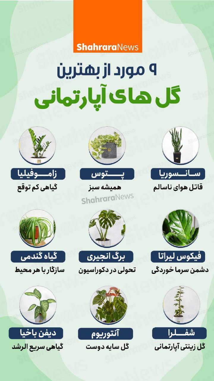 اینفوگرافی| ۹ مورد از بهترین گل‌های آپارتمانی