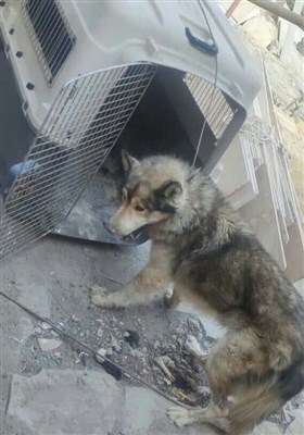 یک قلاده گرگ هار در مشهد زندهگیری شد + عکس یک قلاده گرگ هار در مشهد زندهگیری شد + عکس