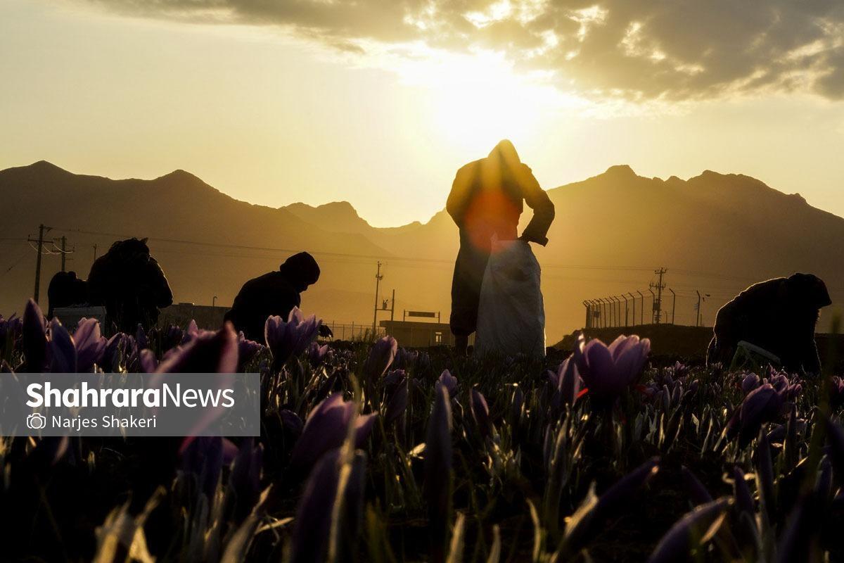 زعفران ایران به‌زودی شناسنامه‌دار می‌شود