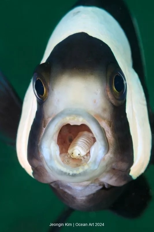 برندگان سیزدهمین مسابقه سالانه عکاسی زیر آب و اقیانوس (۲۰۲۴) + تصاویر و توضیحات