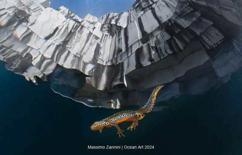 برندگان سیزدهمین مسابقه سالانه عکاسی زیر آب و اقیانوس (۲۰۲۴) + تصاویر و توضیحات