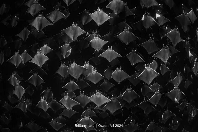 برندگان سیزدهمین مسابقه سالانه عکاسی زیر آب و اقیانوس (۲۰۲۴) + تصاویر و توضیحات