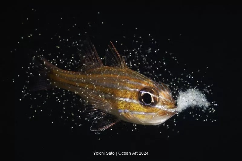 برندگان سیزدهمین مسابقه سالانه عکاسی زیر آب و اقیانوس (۲۰۲۴) + تصاویر و توضیحات