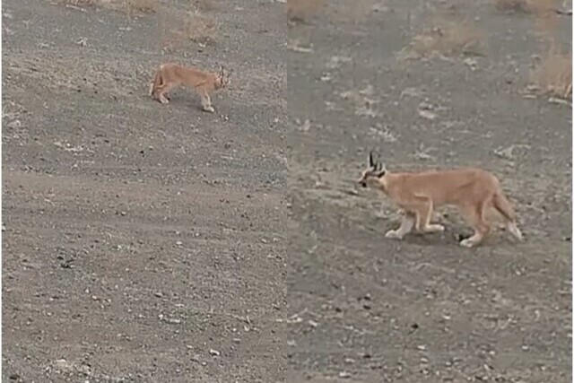 حضور چهارمین گربهسان نادر برای نخستین بار در جغتای + عکس حضور چهارمین گربهسان نادر برای نخستین بار در جغتای + عکس