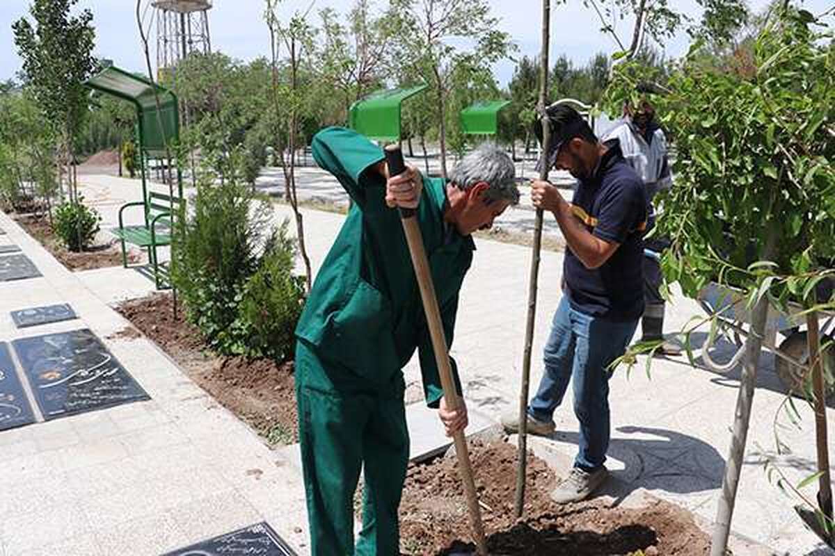 کاشت حدود ۲ هزار نهال در آرامستان‌های تحت نظارت شهرداری مشهد از ابتدای سال ۱۴۰۳