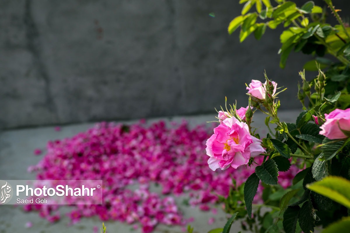 کاهش ۱۰ درصدی کشت گل محمدی در خراسان رضوی به علت خشکسالی