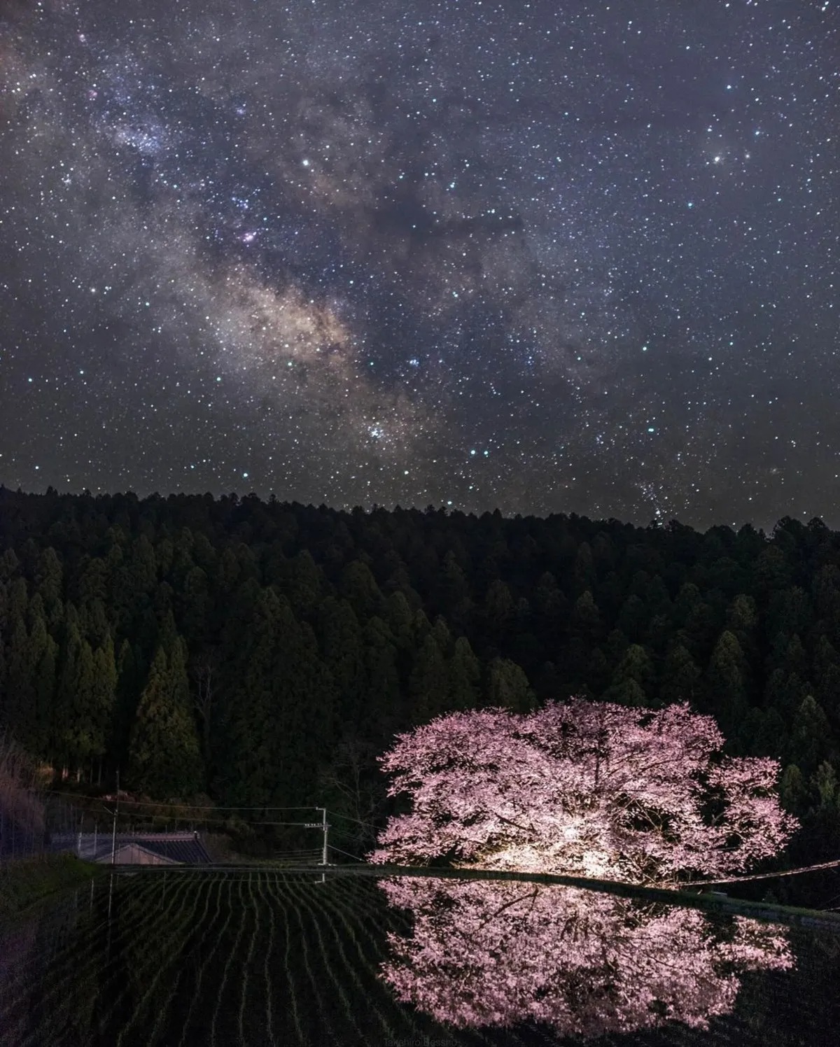 تصاویری از ژاپن کشور شکوفه‌های گیلاس