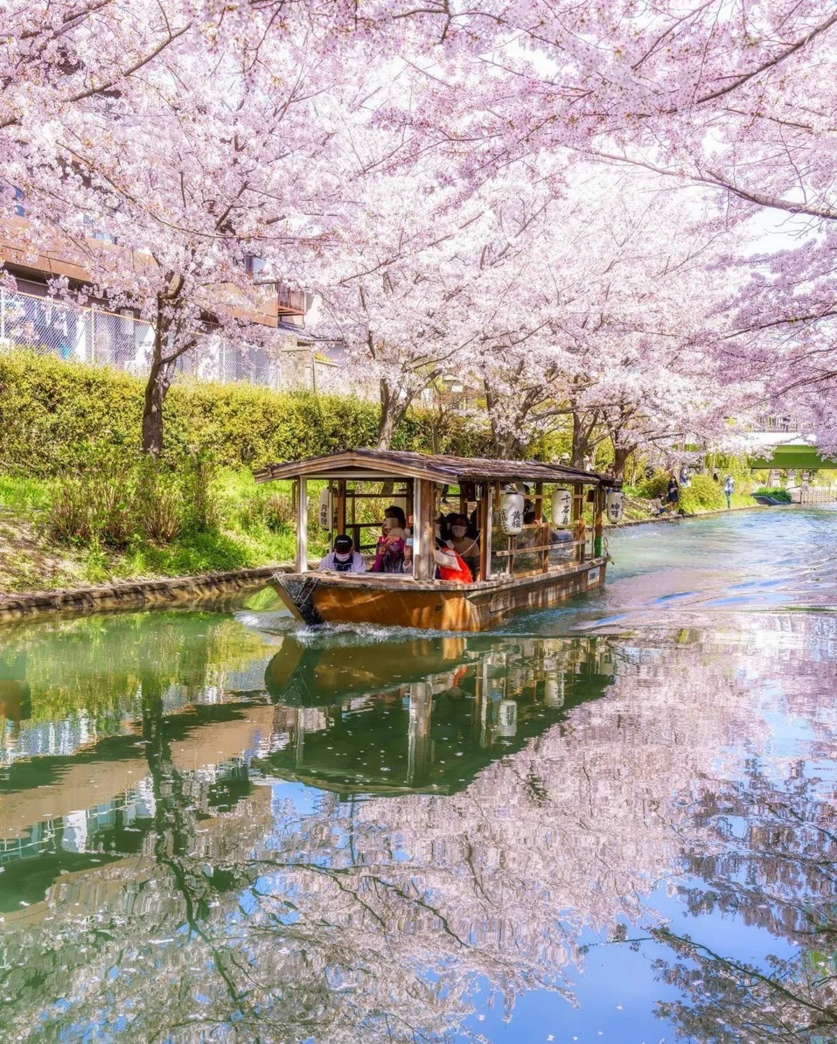 تصاویری از ژاپن کشور شکوفه‌های گیلاس