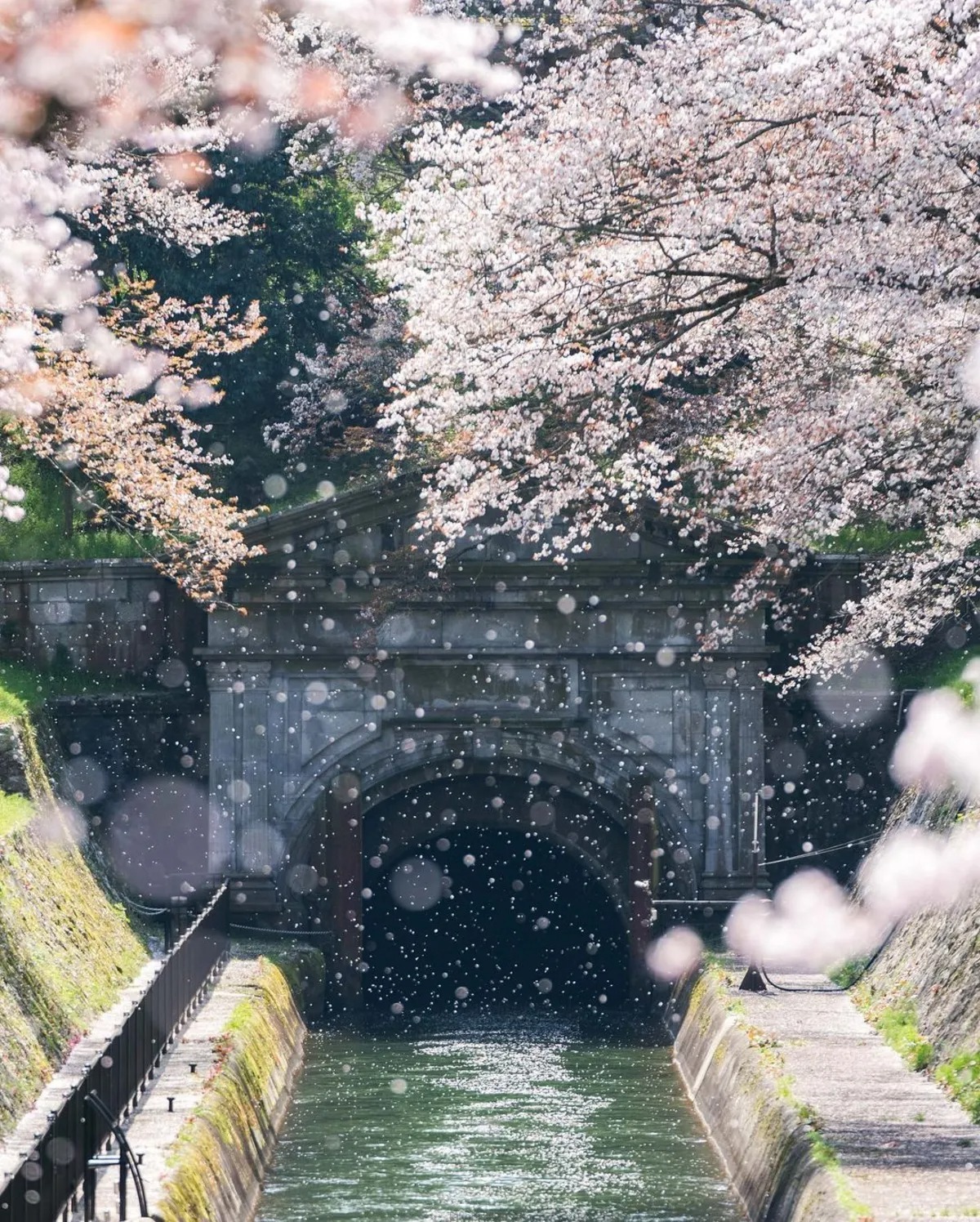 تصاویری از ژاپن کشور شکوفه‌های گیلاس