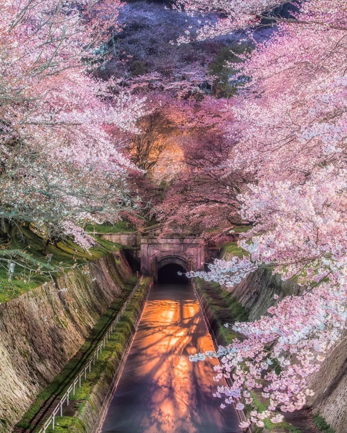 تصاویری از ژاپن کشور شکوفه‌های گیلاس