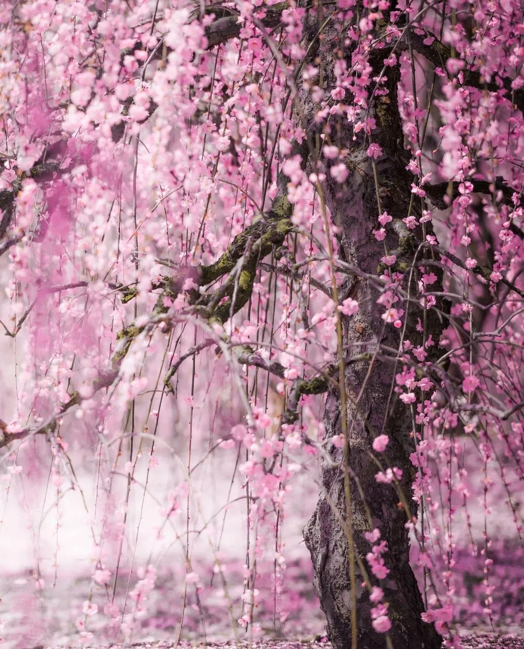 تصاویری از ژاپن کشور شکوفه‌های گیلاس