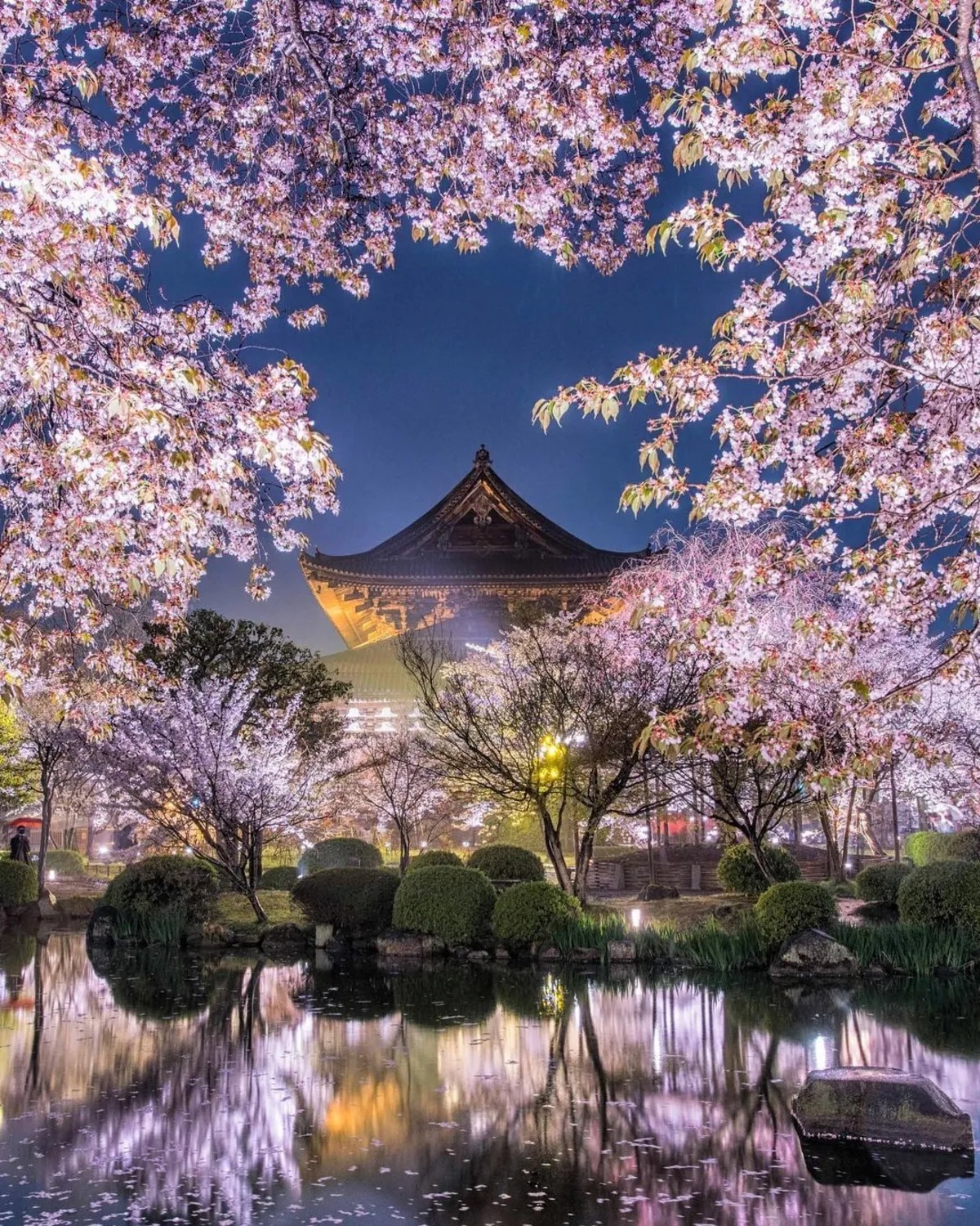 تصاویری از ژاپن کشور شکوفه‌های گیلاس