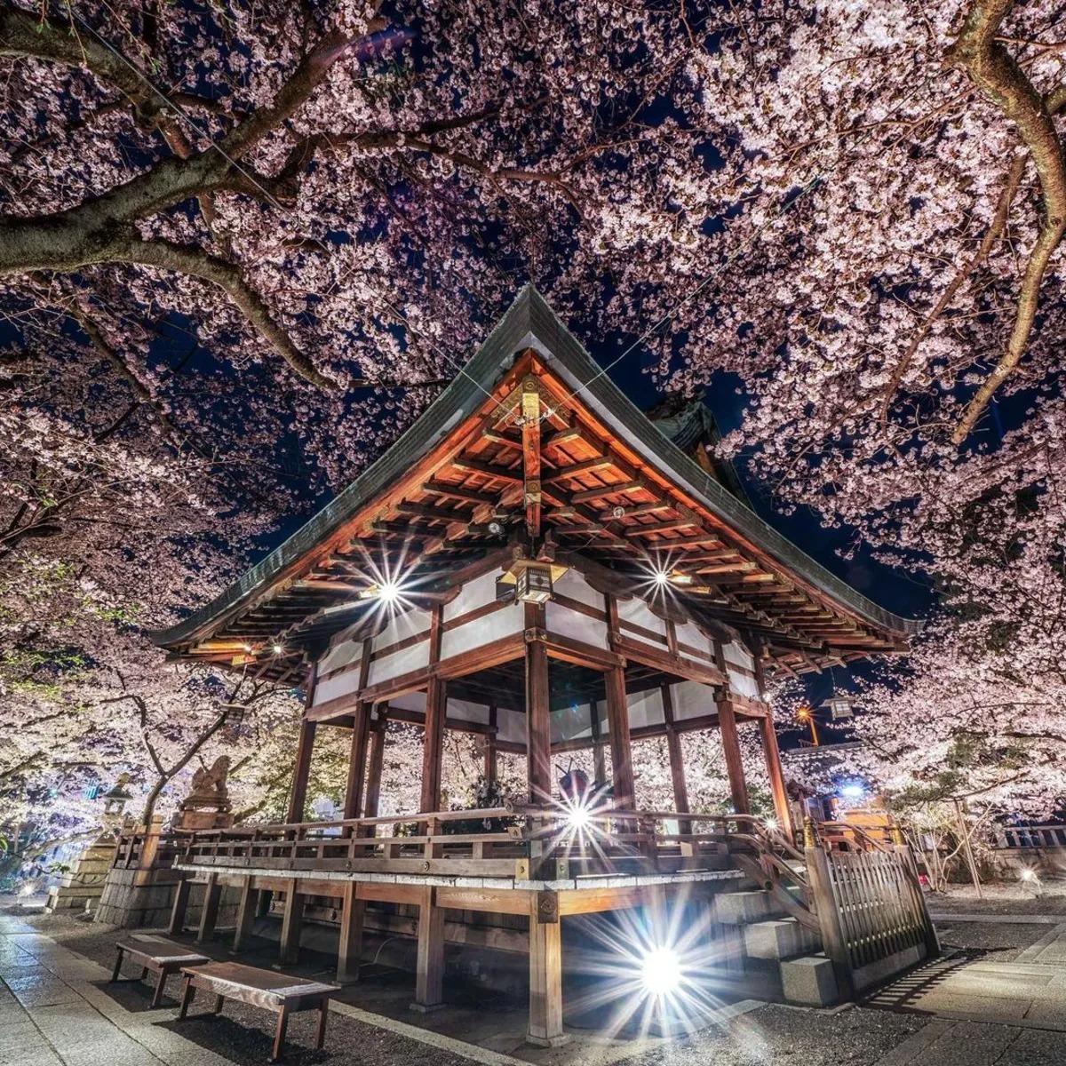 تصاویری از ژاپن کشور شکوفه‌های گیلاس