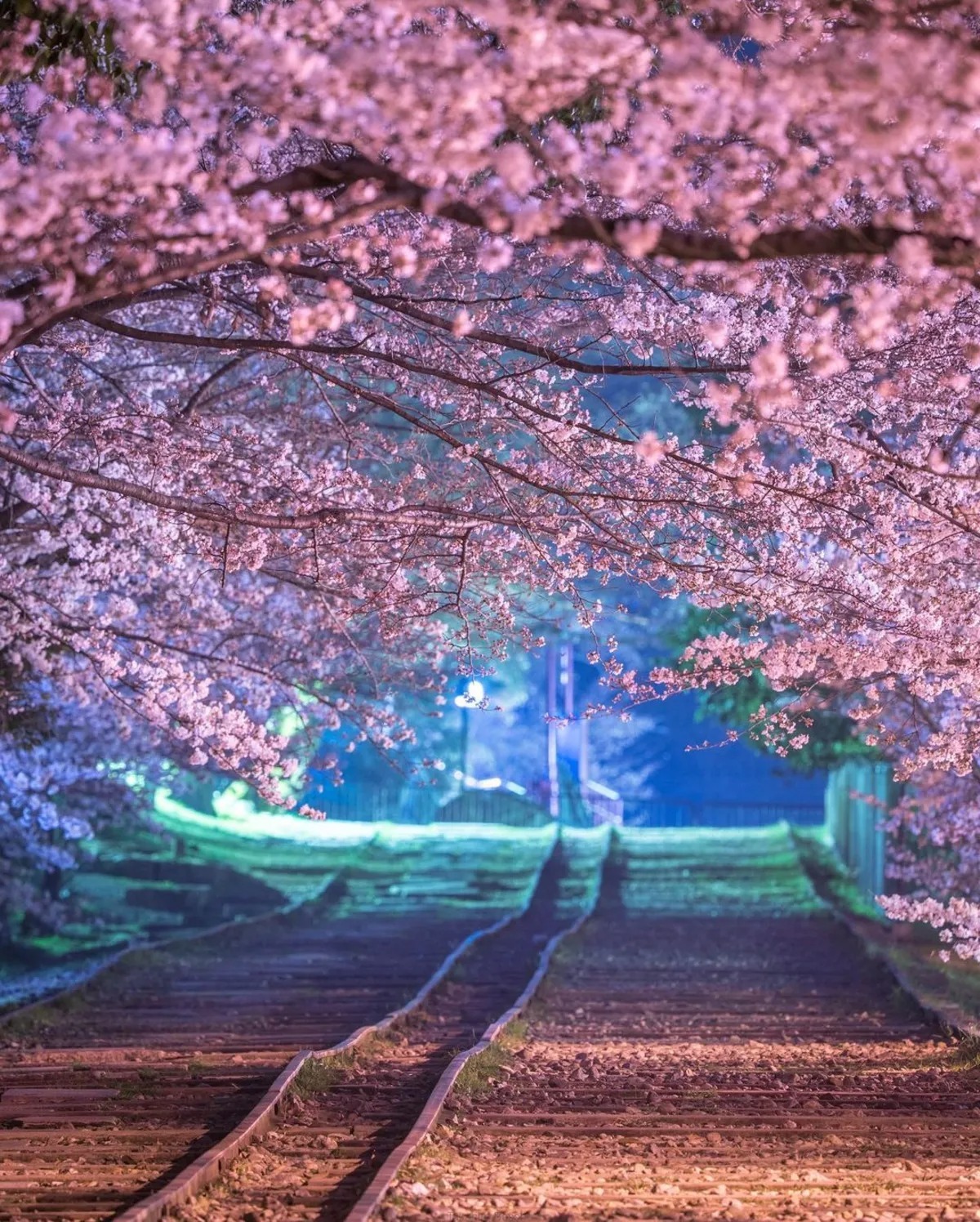 تصاویری از ژاپن کشور شکوفه‌های گیلاس