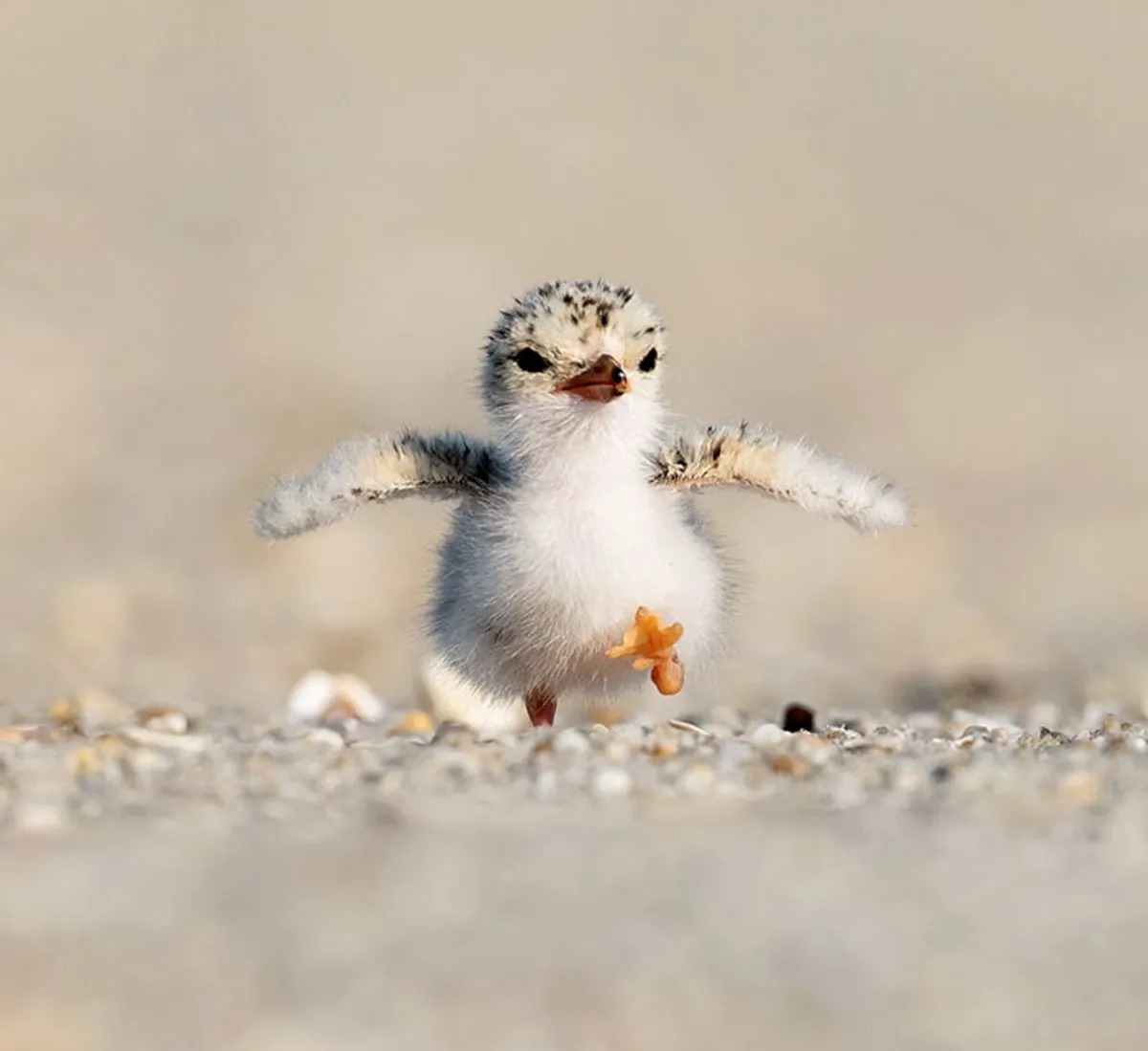 جوجو در حال دویدن