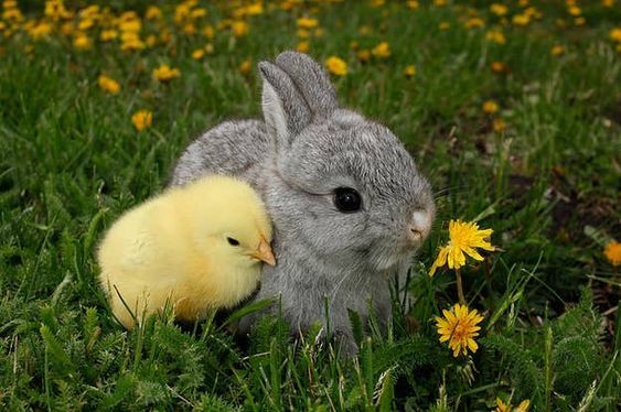 خرگوش کوچولو