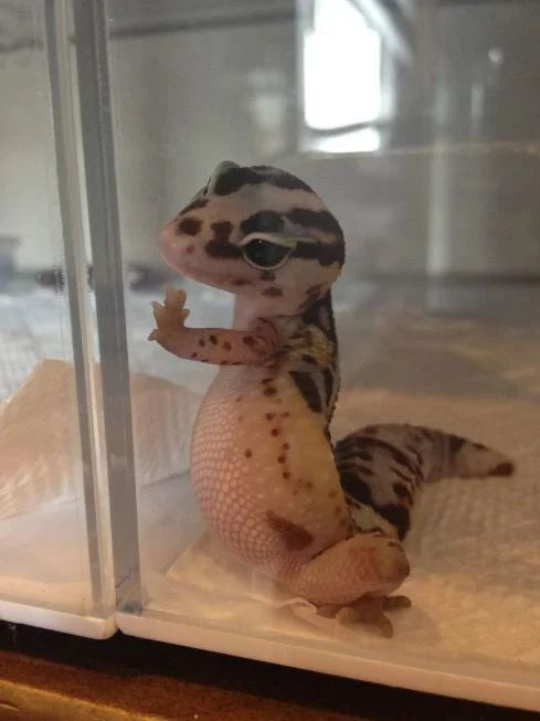 مارمولک تنها