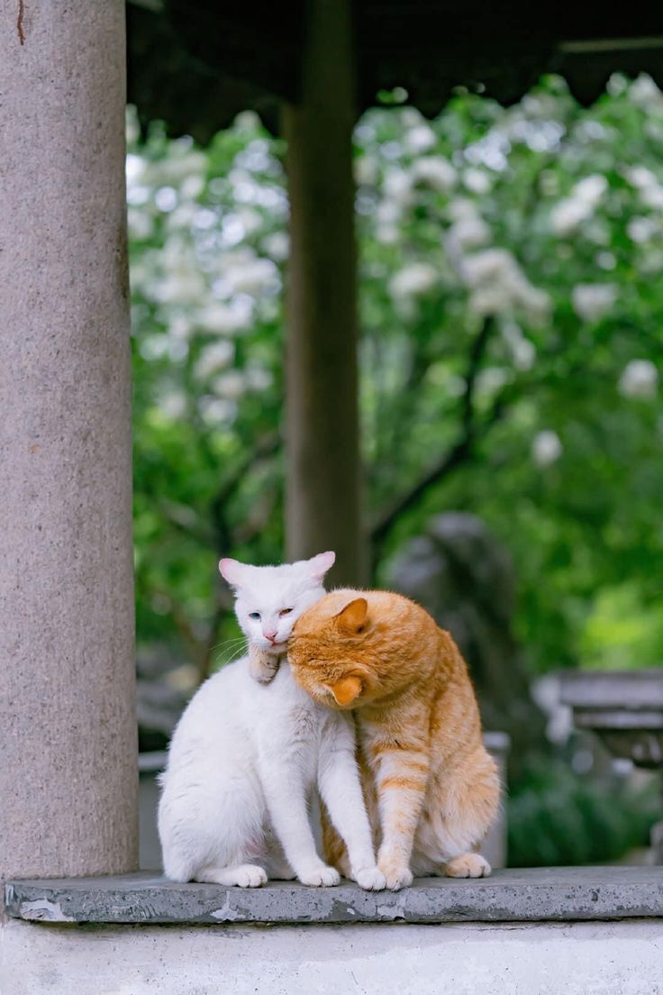 تصاویری از عشق میان حیوانات