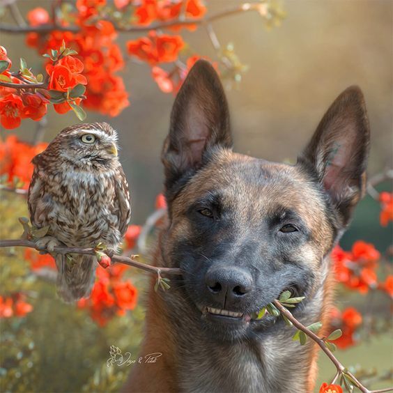 تصاویری از عشق میان حیوانات