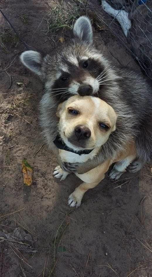 تصاویری از عشق میان حیوانات