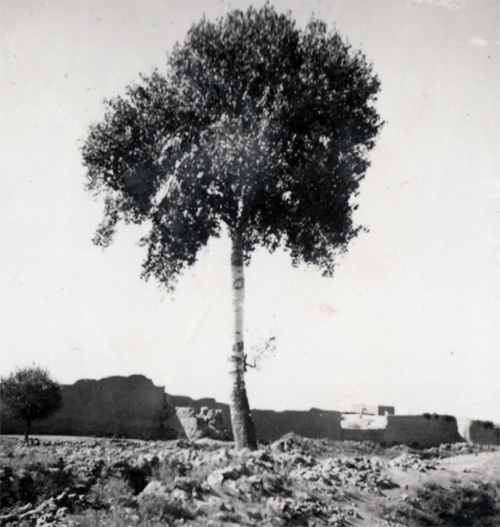 «دهرود»؛ آبادی پرشکوهی بر کرانه کشف‌رود