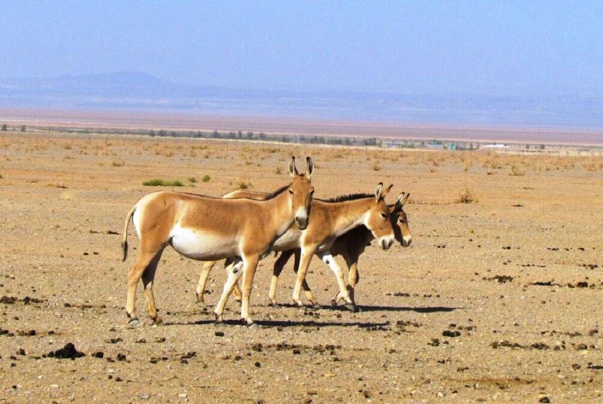 تولد سومین کره ماده از جمعیت گورخرهای تک سم علف‌خوار در پارک ملی کویر گرمسار در بهار ۱۴۰۳ جمعیت این گونه ارزشمند را به ۳۸ راس رساند. با تولد ۱۲ راس دیگر کد انقراض در این منطقه شکسته می‌شود.